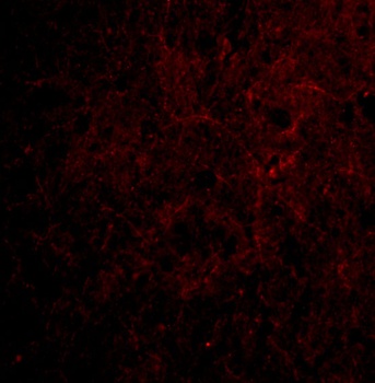 CTRP6 Antibody