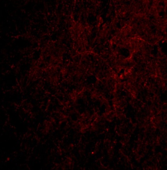 C1QTNF6 Antibody