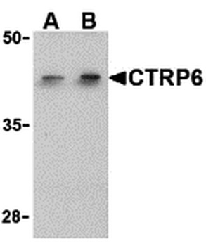 CTRP6 Antibody