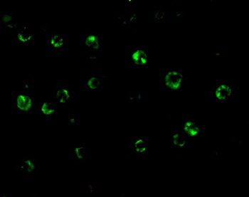 CTRP6 Antibody
