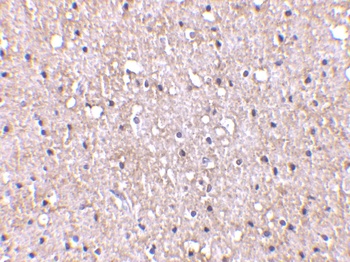 C1QTNF5 Antibody