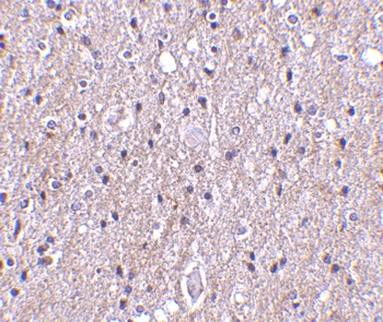 CTRP4 Antibody