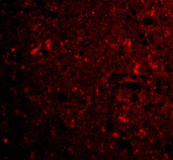 C1QTNF4 Antibody