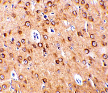 C1QTNF4 Antibody