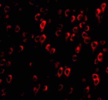 CTRP4 Antibody