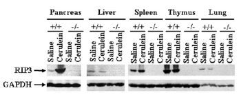 RIP3 Antibody