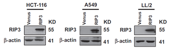 RIP3 Antibody