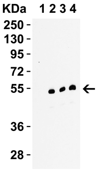 RIP3 Antibody