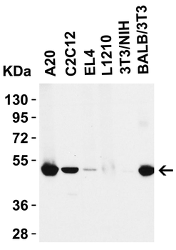 RIP3 Antibody