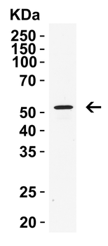 RIP3 Antibody