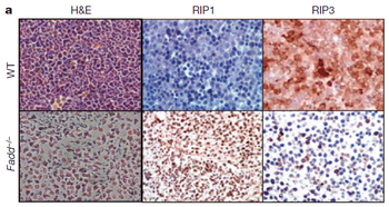 RIP3 Antibody