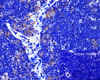 RIP3 Antibody