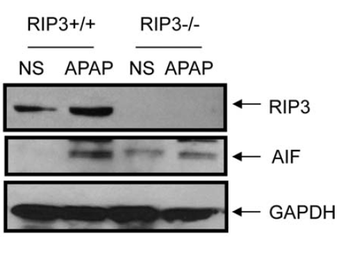 RIP3 Antibody