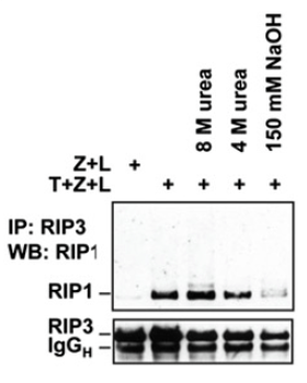 RIP3 Antibody