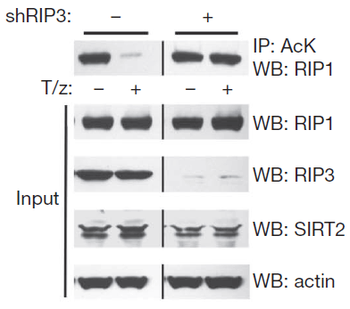 RIP3 Antibody