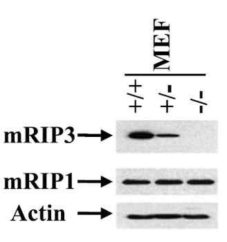 RIP3 Antibody