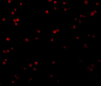 CTRP2 Antibody
