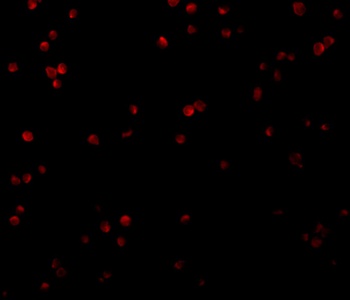 C1QTNF2 Antibody