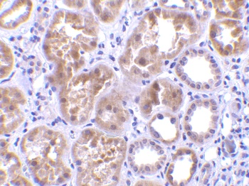 CTRP1 Antibody