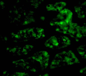 C1QTNF1 Antibody