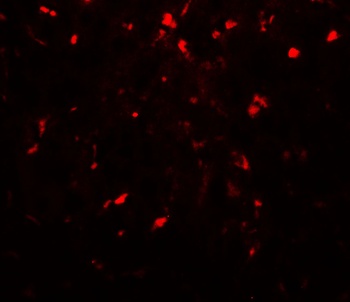 RPSA Antibody