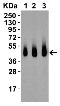 RSPO1 Antibody