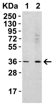 RSPO1 Antibody