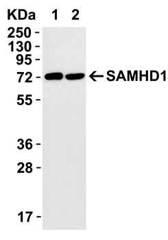 SAMHD1 Antibody