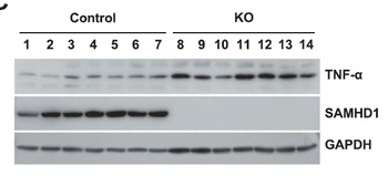 SAMHD1 Antibody