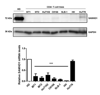 SAMHD1 Antibody