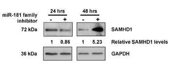 SAMHD1 Antibody