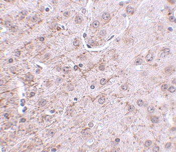 CRMP1 Antibody