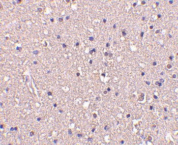 CRMP1 Antibody