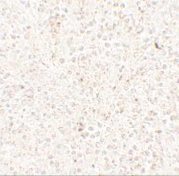 COMMD7 Antibody