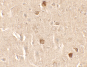 CNRIP1 Antibody