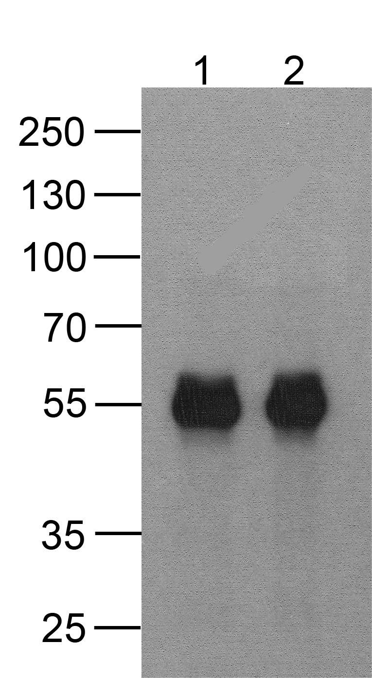 cMyc-tag Antibody [5G5H7]