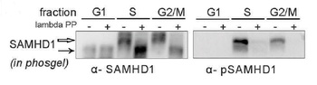 SAMHD1 (phospho Thr592) Antibody