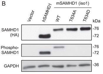 SAMHD1 (phospho Thr592) Antibody