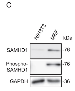 SAMHD1 (phospho Thr592) Antibody