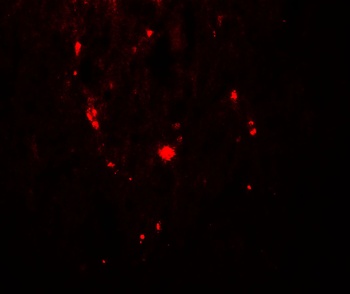 SAMHD1 (phospho Thr592) Antibody