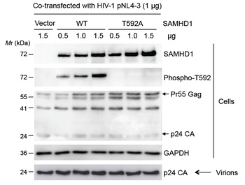 SAMHD1 (phospho Thr592) Antibody