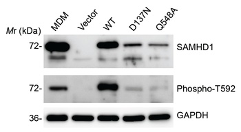 SAMHD1 (phospho Thr592) Antibody