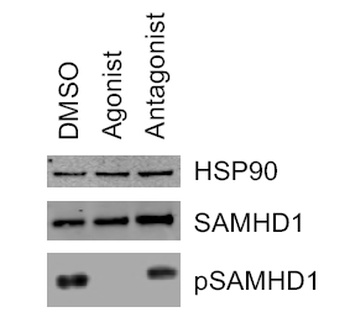 SAMHD1 (phospho Thr592) Antibody