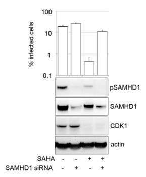 SAMHD1 (phospho Thr592) Antibody