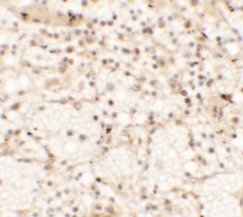 CLEC7A Antibody