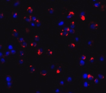 CLEC7A Antibody