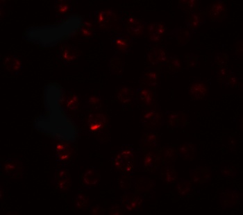 CLEC2A Antibody