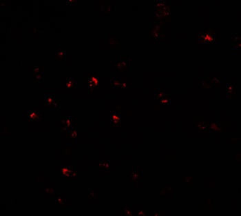 CITED2 Antibody