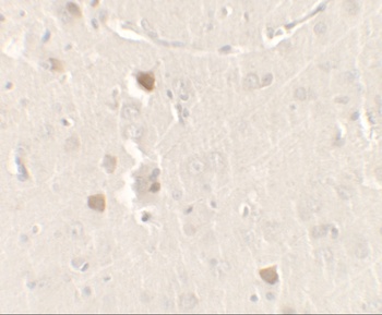 CISD2 Antibody