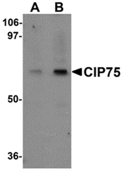 UBQLN4 Antibody